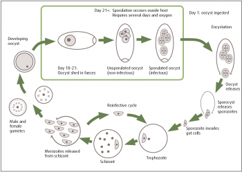 Figure 1. Simplified life cycle of Eimeria species.