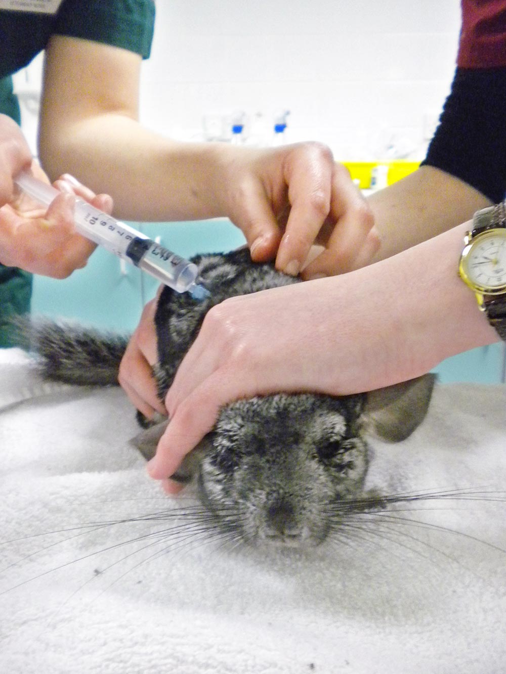 Fluid therapy given subcutaneously to a chinchilla