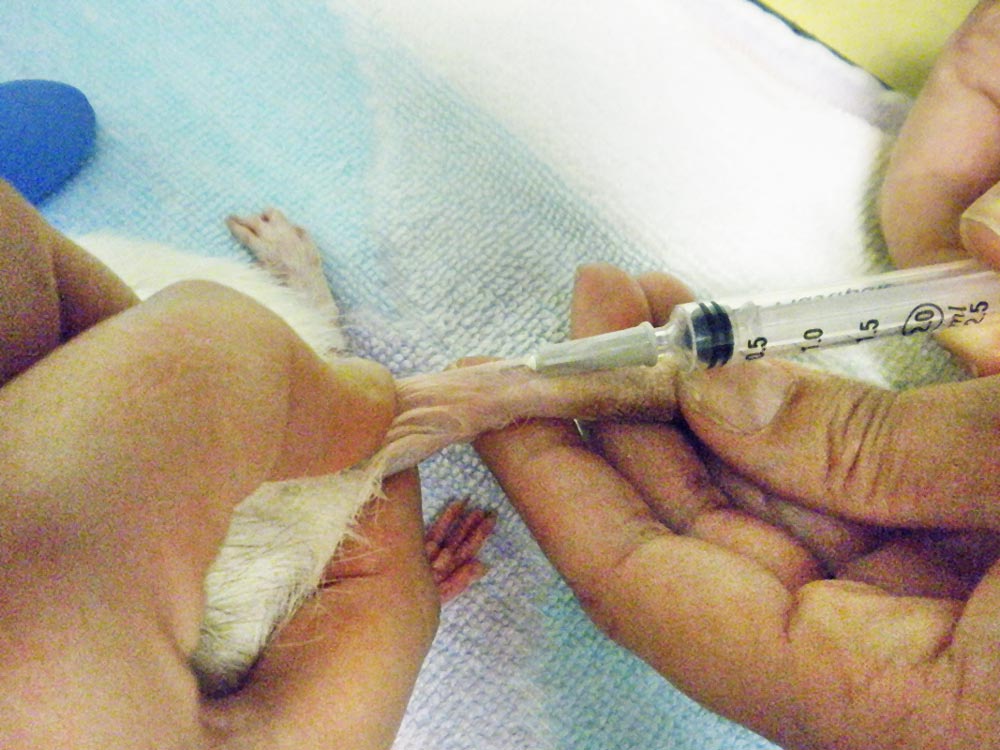 Lateral tail venepuncture in a rat