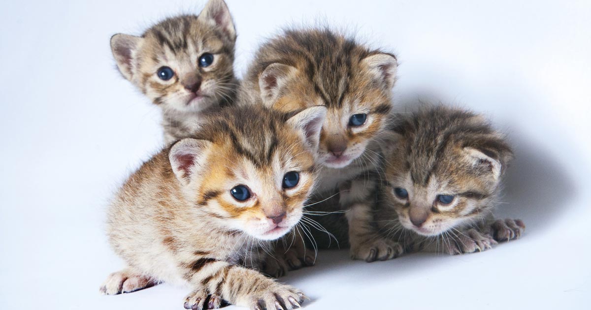 cat weaning kittens