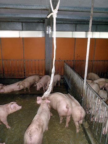 Figure 16. The nursery rope is moved into the gilt pool to “immunise” the gilts with the organisms from the nasopharynx of the nursery pigs.