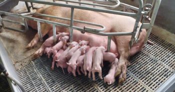 Figure 2. A normal sow comfortable with feeding her newborn piglets.