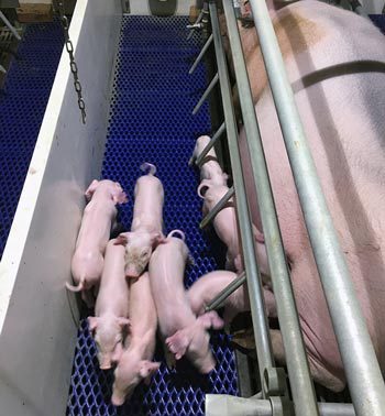 Figure 1. This sow is uncomfortable with udder oedema and reluctant to allow her newborn piglets to suckle.