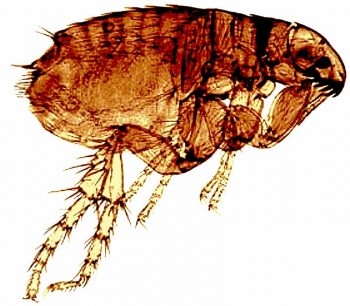 Figure 1. The common cat flea (Ctenocephalides felis). 