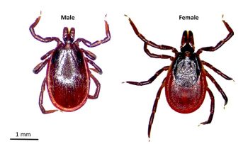Figure 2. Adult tick Ixodes ricinus (also known as the sheep tick, wood tick, deer tick or castor bean tick). Ixodes species are hard-bodied ticks because they have a scutum (dorsal shield), which, in females, partly covers the upper body surface and in males, completely covers it. IMAGE: Bristol University tick ID online, with permission of Richard Wall. 