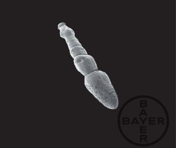 Figure 1. Echinococcus adult tapeworm. IMAGE: Bayer.