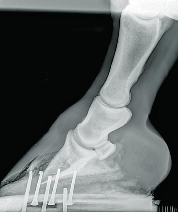 Figure 4. Radiographic examination will reveal the extent of hoof wall separation.