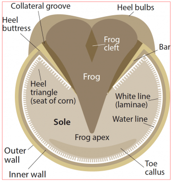 Figure 1. The hoof.