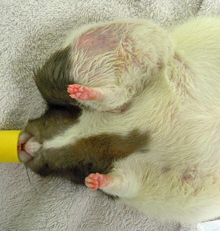 Rats have six pairs of mammary glands. The mammary tissue has an impressive extension from the neck to the inguinal region. These pictures show three different pet rats with mammary neoplasia developed along different body sections from the neck to the inguinal area.