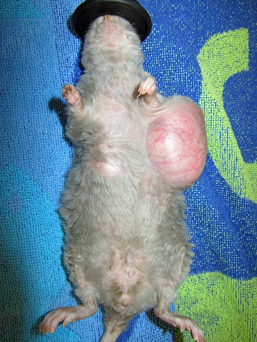 Rats have six pairs of mammary glands. The mammary tissue has an impressive extension from the neck to the inguinal region. These pictures show three different pet rats with mammary neoplasia developed along different body sections from the neck to the inguinal area.