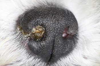 Figure 18b. The right naris was dry due to neurogenic keratoconjunctivitis sicca.
