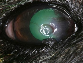 Figure 2. Eyelid papilloma on the central lower eyelid of a 12-year-old pug with associated corneal ulceration and keratitis, along with pigmentation of the medial cornea in association with chronic entropion of the medial lower eyelid.
