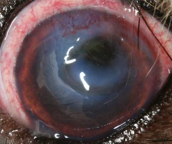 Figure 3a. Conjunctival hyperaemia and dorsal corneal neovascularisation associated with a deep corneal ulcer, which is dark in the upper portion and white in the lower portion.