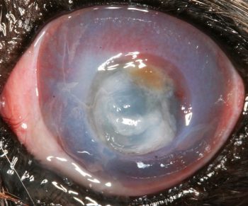 Figure 8. Deep infected central corneal ulcer in a pug. The corneal vascularisation indicates it is not acute. Stromal malacia is due to collagenolysis or melting.