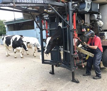 Figure 4. We had the foot trimmer out to trim the six cows in our smallholding used in undergraduate teaching. I was impressed with the biosecurity level and wondered if all vets were at the same level as he was. Undoubtedly, a positive change exists in culture in on-farm services, such as foot trimming towards biosecurity, which was great to experience. Image: Wendela Wapenaar.