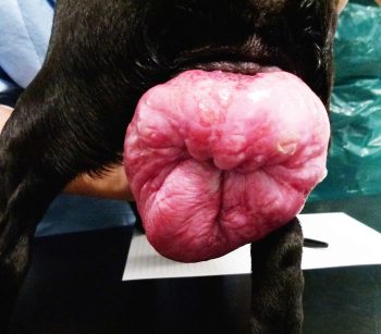 Figure 2. Type III vaginal fold prolapse. IMAGE: Benito de la Puerta.
