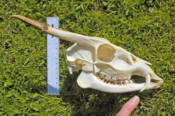 Muntjac deer skull (Muntiacus reevesi), originally from east Asia, is now one of the most numerous deer living in Great Britain. The skull was prepared by Norma Chapman.