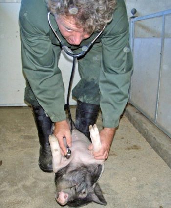 Auscultation of the pig can be difficult as these animals are very vocal and have a small auscultation window.