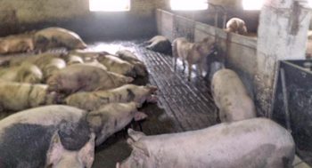 Examine all the pigs, but note those lying on their own.
