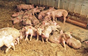 High ambient temperature favours digging and wallowing.
