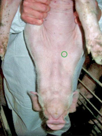 Blood sampling a weaner pig. The green circle indicates the position to take the sample.