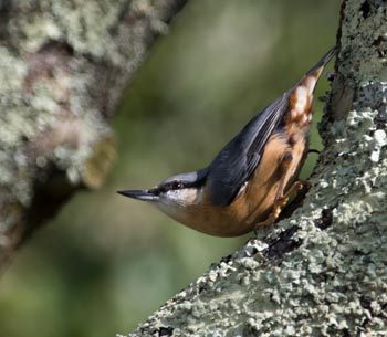A nuthatch. IMAGE: 2017 Glen Cousquer Photography.