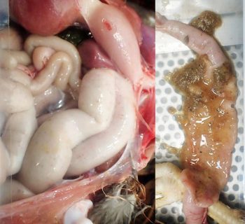 Chicken – distended loops of small intestine with black and white “salt and pepper” foci (left) containing watery to mucoid orange foamy contents (right) due to coccidial enteritis.