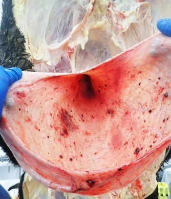 Urinary bladder of an adult cow with multiple haemorrhage polypoid (finger-like) mucosal masses due to chronic bracken toxicity (bovine enzootic haematuria).