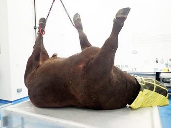An adult bull ready for postmortem examination.