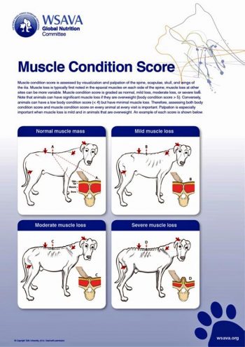 Figure 3. Muscle condition score in dogs.