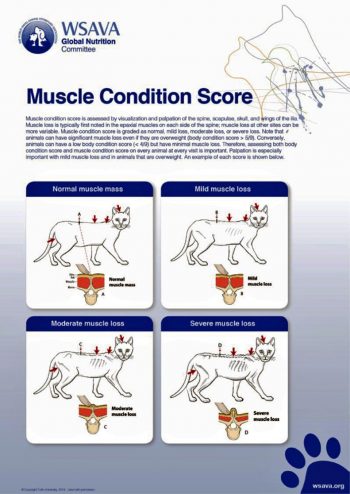 Figure 4. Muscle condition score in cats.