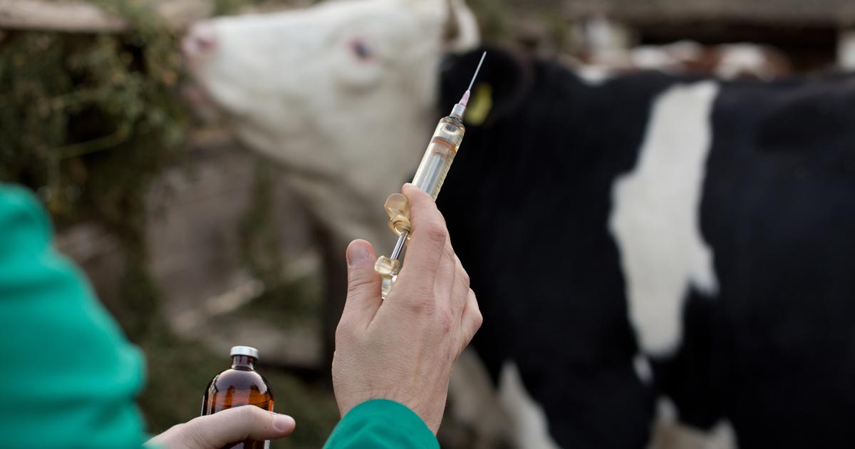 Change cattle injection method, vets urged | Vet Times