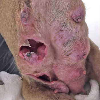 Dumped Dog Saved From Horrific Wounds Vet Times