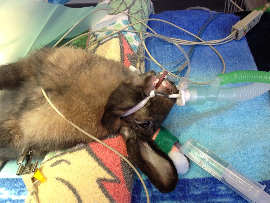 Critically ill rabbit