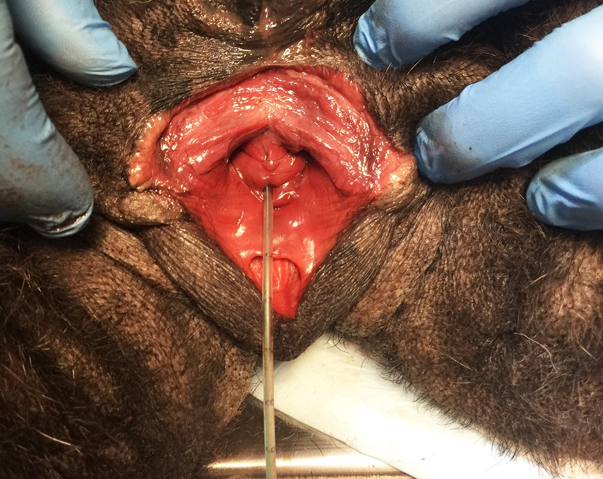 Female dog urethra
