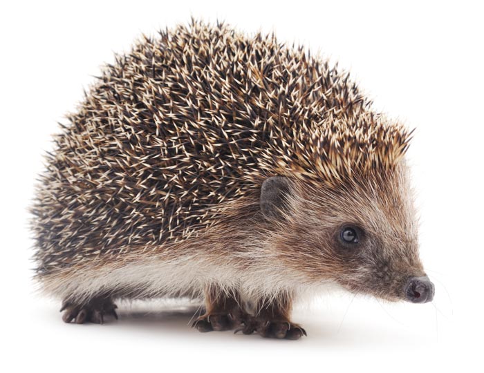 A European hedgehog. IMAGE: Fotolia/Voren1.