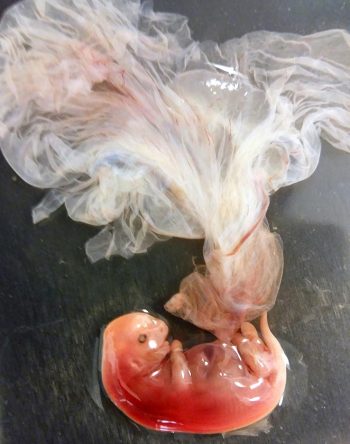 Figure 1. A failed day 31 embryo flushed from a Thoroughbred broodmare.