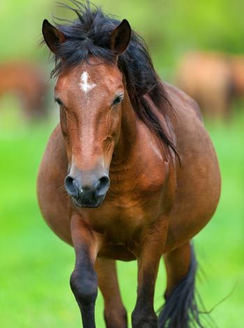 Broodmare Image: Fotolia/kwadrat70.