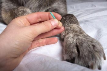 The placement of needles when performing acupuncture stimulates Aδ fibres, which are associated with acute pain. IMAGE: Fotolia/steffiheufelder.