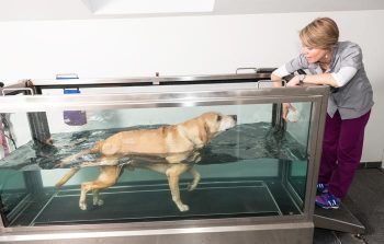 Evidence exists that physical therapies – including and hydrotherapy – can have a positive impact on quality of life in small animal patients with chronic pain. IMAGE: Fotolia/antoine-photographe.