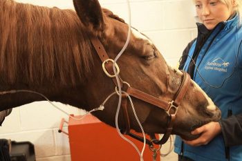 Figure 6. Percutaneous electrical nerve stimulation being performed in a sedated horse. 