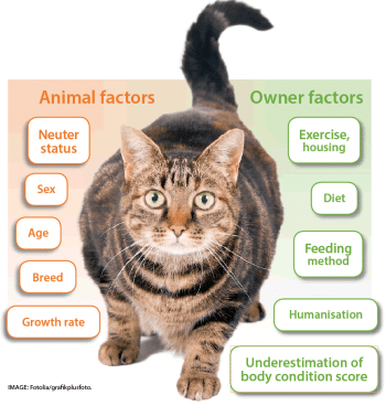 Figure 1. Risk factors for obesity associated to the animal and owner. IMAGE: Fotolia/grafikplusfoto.