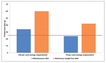 Figure 2. Protein intake from an average maintenance dry diet (28% protein and 3.8kcal/g, as fed) and a weight loss diet (30% protein and 2.9kcal/g, as fed), fed at maintenance energy requirements or restricted by 30% to an adult dog of 10kg, with an average energy intake of 535kcal per day. The horizontal line shows the minimum protein requirement defined by The European Pet Food Industry Federation8. The use of this maintenance diet at restricted amounts would result in marginal protein intake.