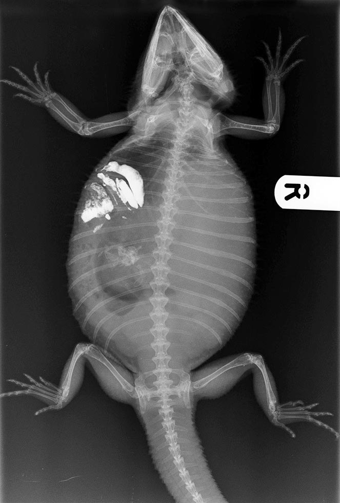 Figure 1. A conscious, dorsoventral radiograph of the bearded dragon following administration of a contrast.