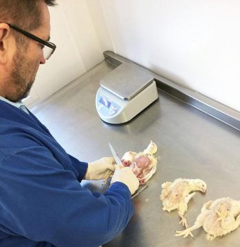 A postmortem examination in a laboratory.