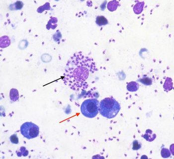 10× and 50× images from the lymph node aspirate of an adult male dog.