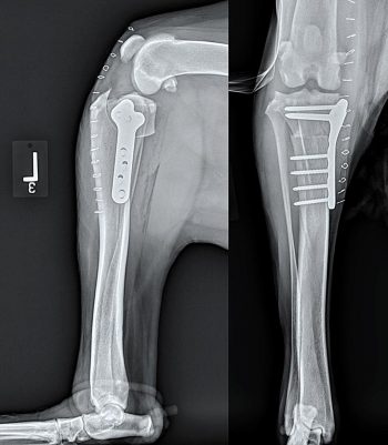 Figure 3. Mediolateral and caudocranial views (taken immediately postoperatively) of a two-year-old large mixed breed dog following a routine tibial plateau levelling osteotomy procedure to stabilise a cranial cruciate deficient stifle.