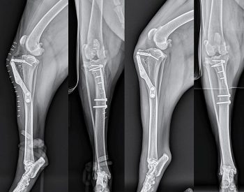 Figure 4. Mediolateral and caudocranial views taken immediately postoperatively (left) and eight weeks postoperatively (right) following routine tibial tuberosity advancement for stabilisation of a cranial cruciate deficient stifle in a five-year-old Labrador retriever.