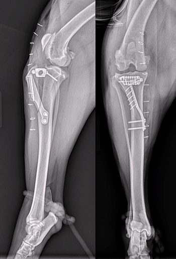 Figure 5. Mediolateral and caudocranial views taken immediately postoperatively following tibial tuberosity transposition, and advancement and block recession sulcoplasty for treatment of concomitant medial patellar luxation and cranial cruciate ligament disease in a six-year-old golden retriever. Note the pronounced bending of the tibial tuberosity advancement plate in comparison to the straighter appearance of the plate in Figure 3.