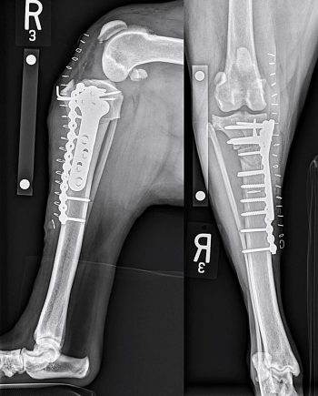 Figure 6. Mediolateral and caudocranial views taken immediately postoperatively following a combination cranial closing wedge osteotomy and tibial plateau levelling osteotomy for a two-year-old Rottweiler that suffered cranial cruciate ligament disease secondary to an excessive tibial plateau angle (46°) preoperatively.